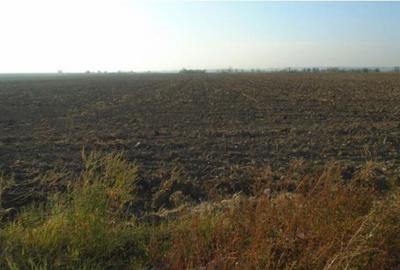 Teren extravilan Loc. Bucovat sat Sarbatoarea, jud. Dolj - 1