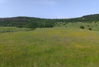 Teren agricol extravilan 3ha in comuna Saschiz - 2