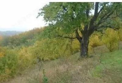 Teren Faneata extravilan, Vizantea Livezi, ID: R2800539 - 1