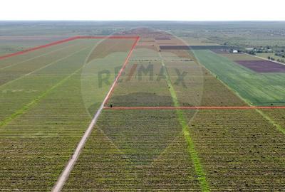 Oportunitate vie 54 ha la DN E85 - 7