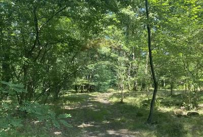 Padure de 4,849 mp in Lapusel - 4