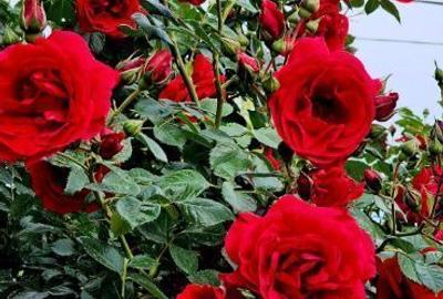 Vând casă  / curte Vând casă  / curte - 6