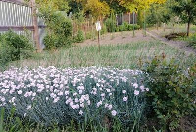 Casa de vanzare in Blaj, jud. Alba,3 camere - 10