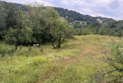 Teren de 2600 mp, în Drajna - 3