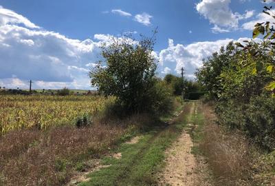 Teren extravilan 38.000 mp in sat Daia / com. Rosia / jud. Sibiu - 5