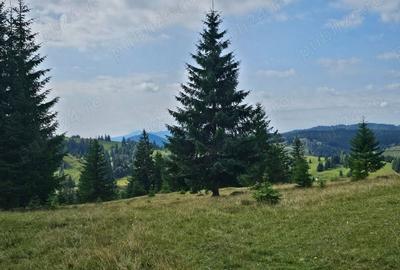 Teren de 92552 mp, în Breaza - 2