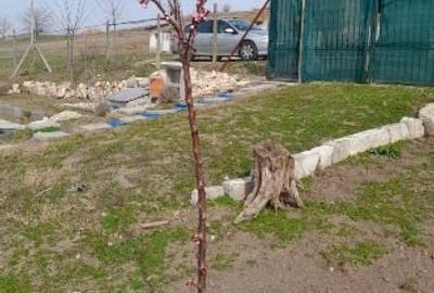 Teren Construcții intravilan de 808 mp, în Peștera - 4