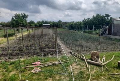 De vanzare casa gurba jude?ul Arad nr 178 - 4