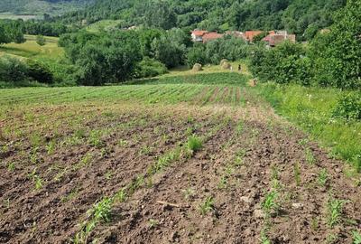 Teren de 2500 mp, în Cristorel
