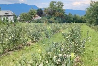 Teren Construcții extravilan de 6900 mp, în Breb - 4