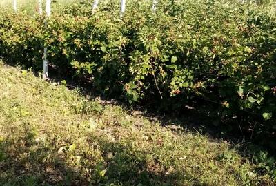 Casă cu 6 camere în Voinești - 7