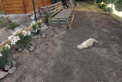 Apartament cu 3 camere semidecomandat în Traian - 1