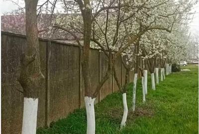 Casă cu 3 camere în Șimand - 5