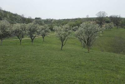 Teren de 10500 mp, în Dumbrăvița - 8