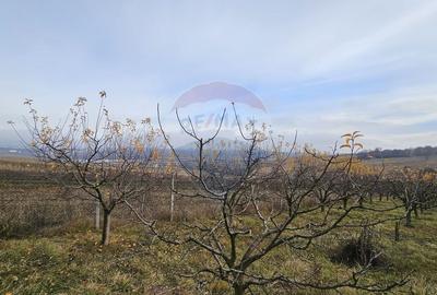 Teren extravilan 10,791mp Falticeni / Strada DJ209A, Opriseni - 8