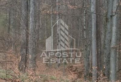 INVESTITIE CU PROFIT RAPID Padure 120+ Ani Fag & Gorun - 2