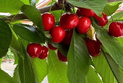 Teren Construcții intravilan de 2000 mp, în Comana - 8