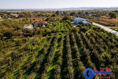 Teren de 44999 mp, în Sabangia - 4