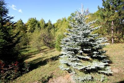 Vanzare vila Valenii de Munte - Drajna de Sus, judet Prahova - 18