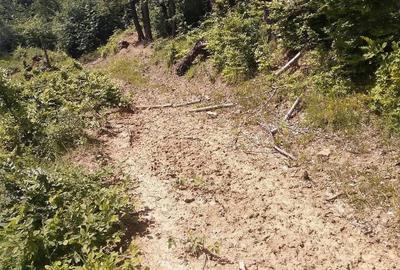Teren de 20000 mp, în Posești - 3