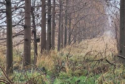 Teren de 300 mp, în Chiajna - 2