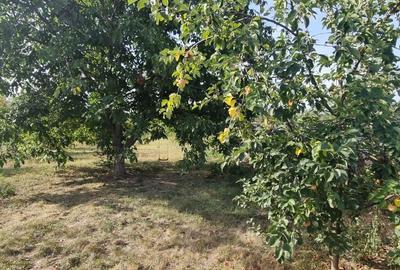 Teren Construcții intravilan de 2000 mp, în Comana - 7