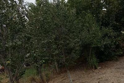 Casă cu 3 camere în Putineiu - 1
