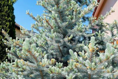 Casă individuală cu 4 camere cu Canalizare în Șelimbăr - 21