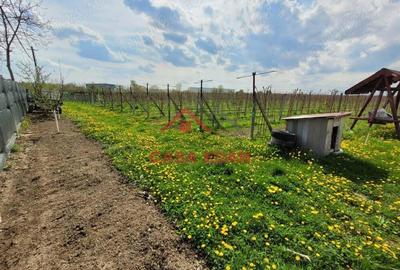 Teren extravilan in Baicoi 10.000mp plantatie mure --80.000e - 3