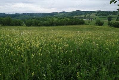 Teren de 4777 mp, în Posești - 8
