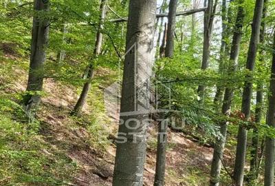INVESTITIE CU PROFIT RAPID Padure 120+ Ani Fag Gorun - 2