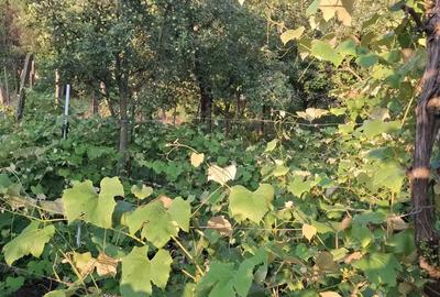 Casa in oras Casa in oras - 2