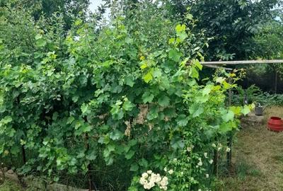 Casă cu 6 camere cu Teren 498 Mp în Peciu Nou - 1