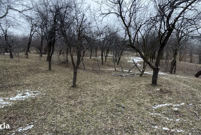 Teren de 4652 mp, în Șotrile - 8