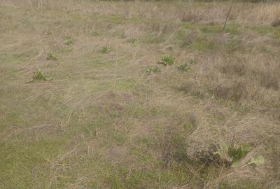 Teren de 1500 mp, în Sibioara - 2