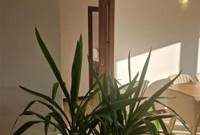 Cluj Napoca, apartament 3 camere - 11