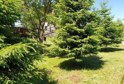 Locatie cu patru anotimpuri intr- o zi, incadrata de 2.350 teren, Bran - Fundata - 10