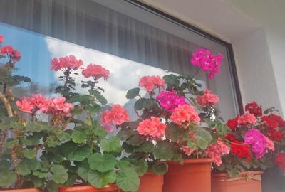 Apartament 2 camere in vila, peisaj fantastic catre mun?ii Bucegi!!! - 12