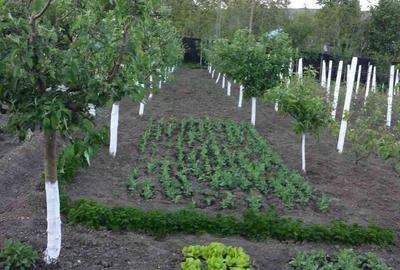 Spațiu comercial, în Negulești - 2