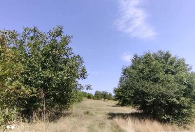 Teren de 3400 mp, în Daia - 7