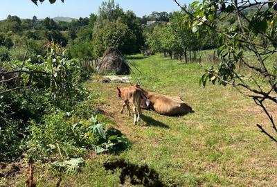Casă cu 6 camere cu Teren 1900 Mp în Vălenii de Munte - 3