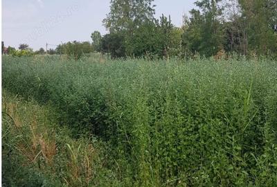 Casă cu 2 camere în Pogoanele - 10