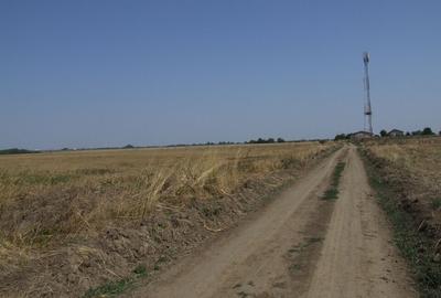 Domnesti-Teghes(Pinului). - 10