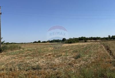 Casa de vanzare Fierbinti-Targ - 14