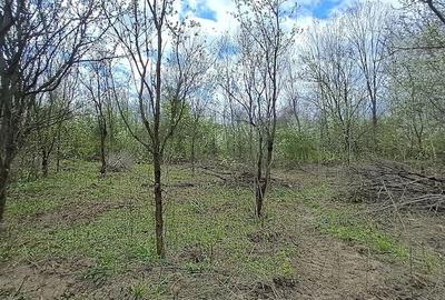 Casă cu Teren 2671 Mp în Plai - 7