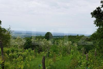 Casa individuala cu crama, teren 6700mp, Plopu - 8