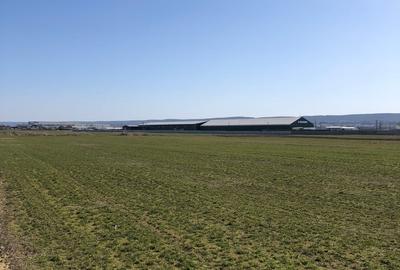 Teren extravilan de 4000 mp, în Mărăcineni - 6