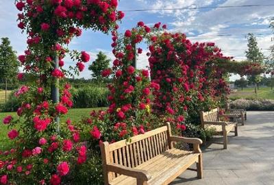 Dumbrava Vlasiei - teren 923 mp - latura comuna cu padurea - 5