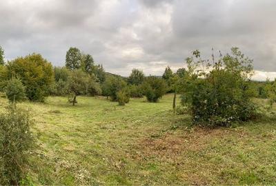 Spațiu comercial, în Dănești - 4