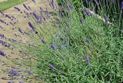 Casă cu 4 camere cu Teren 1600 Mp în Moara - 1